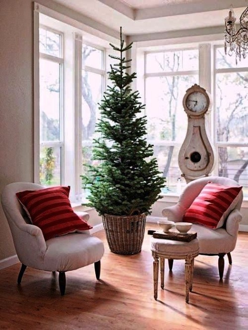 Weihnachtsbaum im Topf alt landhaus großer baum