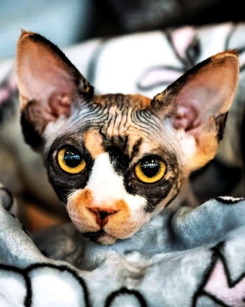 Allergiker Katzen bunte sphynx katze