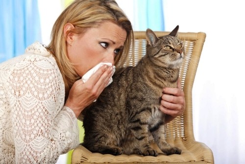 Allergiker Katzen frau mit katzenallergie schnupfen
