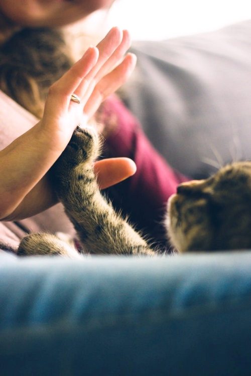 Allergiker Katzen high five katze mensch beziehung