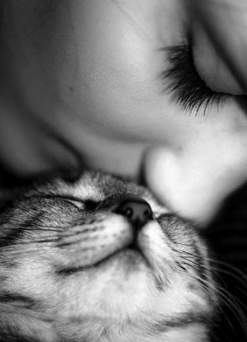 Allergiker Katzen jahrtausendlange liebe zueinander