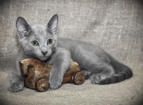 Allergiker Katzen niedliches russisch blaues kätzchen