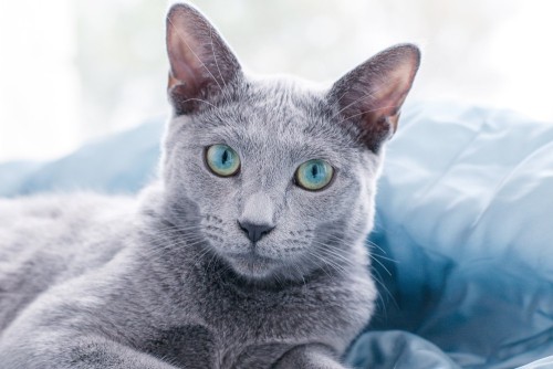 Allergiker Katzen russisch blaue katze mit grün blauen augen