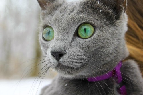 Allergiker Katzen russisch blaues kätzchen mit grünen augen
