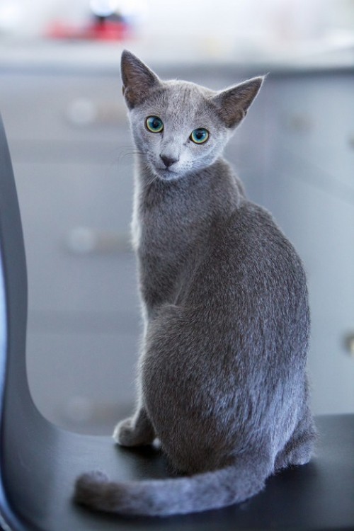 Allergiker Katzen schöne russisch blaue katze
