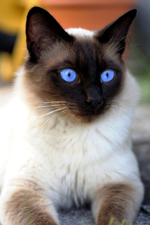 Allergiker Katzen schöne siamkatze mit blauen augen