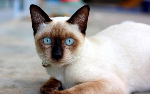 Allergiker Katzen siamkatze mit braunem gesicht