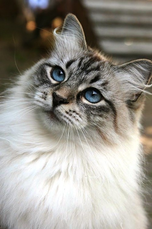 Allergiker Katzen sibirische katze gesicht blaue augen