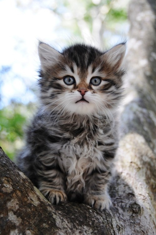 Allergiker Katzen sibirisches kätzchen auf baum