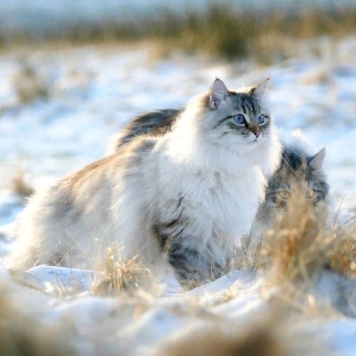 Allergiker Katzen zwei sibirische katzen im winder landschaft