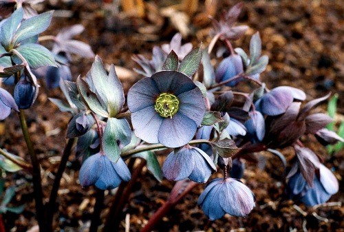 Christrose – die prachtvolle Schneekönigin Helleborus richtig pflegen und bewundern im wald hellblaue farbe