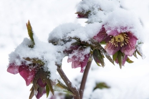 Christrose – die prachtvolle Schneekönigin Helleborus richtig pflegen und bewundern rosarote blumen unter schnee