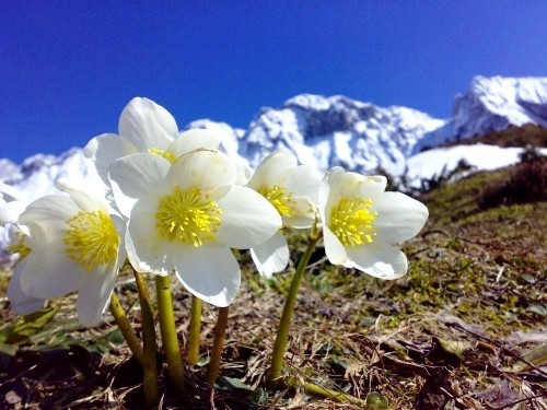 Christrose – die prachtvolle Schneekönigin Helleborus richtig pflegen und bewundern wilde blumen in den alpen