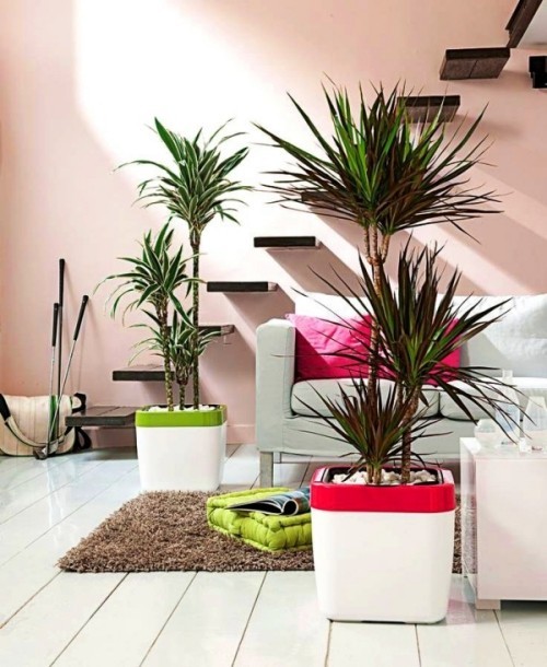 Drachenbaum richtig pflegen lernen große zimmerpflanzen modernes wohnzimmer