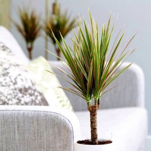 Drachenbaum richtig pflegen lernen helles plätzchen im wohnzimmer wählen