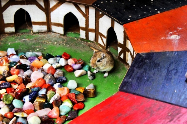 Mittelalterlicher Weihnachtsmarkt von Esslingen besuchen und Geschichte hautnah erleben mäuseroulette mit steinchen und mäuschen