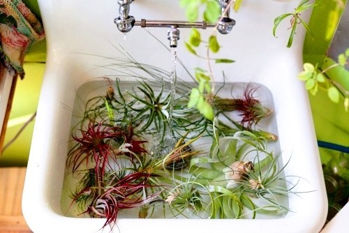 Tillandsien – Luftpflanzen richtig pflegen und in Szene setzen bad für luftpflanzen