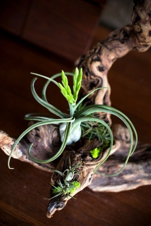 Tillandsien – Luftpflanzen richtig pflegen und in Szene setzen deko mit treibholz und verschiedene arten luftpflanzen