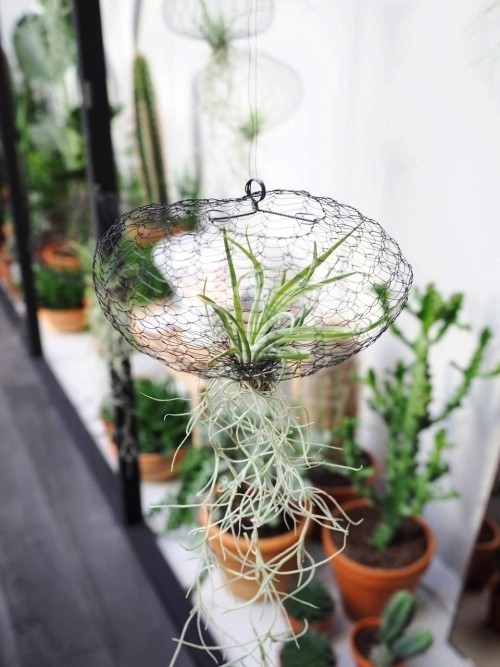 Tillandsien – Luftpflanzen richtig pflegen und in Szene setzen drahttasche für luftpflanze mit langen wurzeln