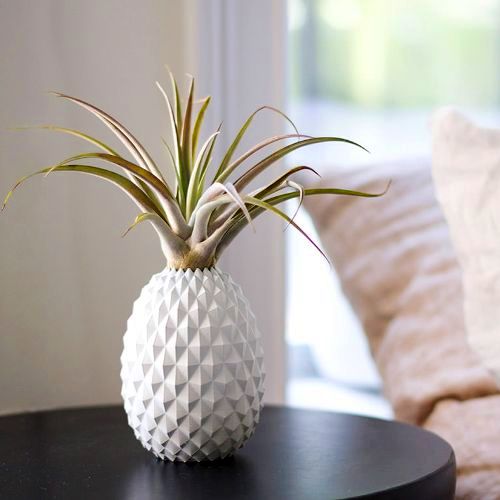 Tillandsien – Luftpflanzen richtig pflegen und in Szene setzen geometrische ananas topf deko
