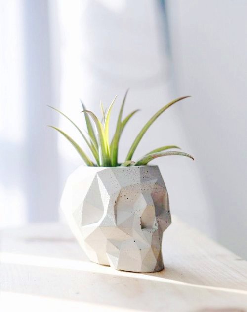 Tillandsien – Luftpflanzen richtig pflegen und in Szene setzen geometrisches schädel topf deko