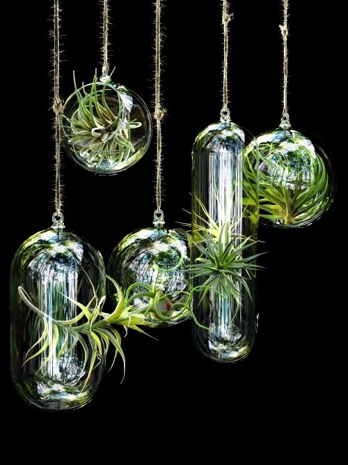 Tillandsien – Luftpflanzen richtig pflegen und in Szene setzen hängende pflanzen in glas terrarien