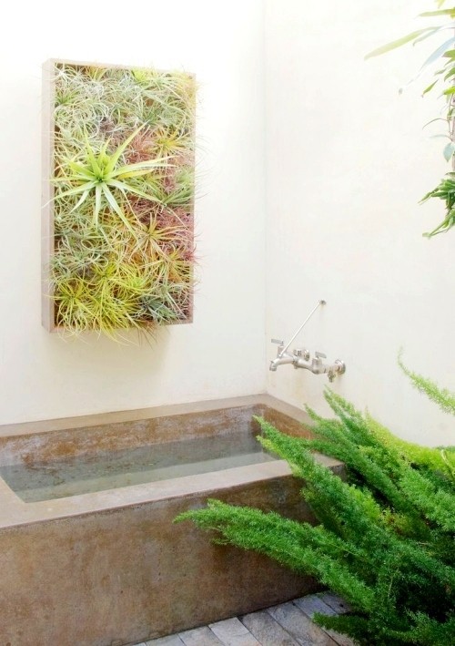 Tillandsien – Luftpflanzen richtig pflegen und in Szene setzen im badezimmer vertikaler garten über badewanne