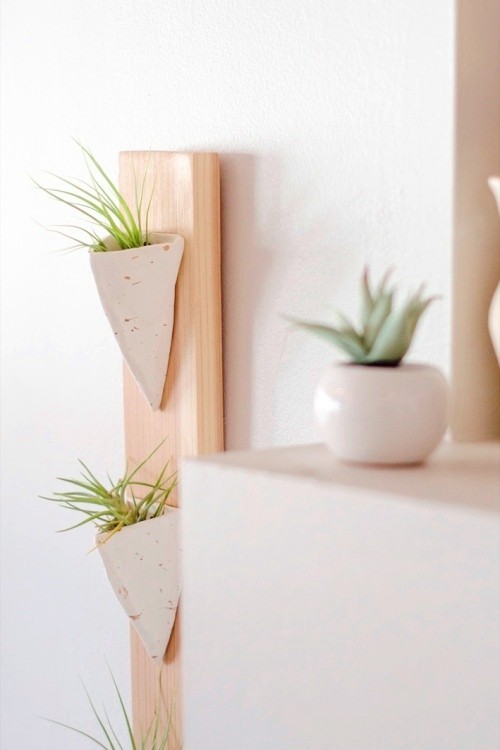 Tillandsien – Luftpflanzen richtig pflegen und in Szene setzen keramische behälter für luftpflanzen