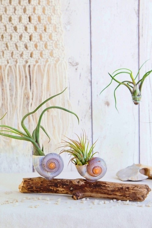 Tillandsien – Luftpflanzen richtig pflegen und in Szene setzen schnecken optik in schneckenhäuser