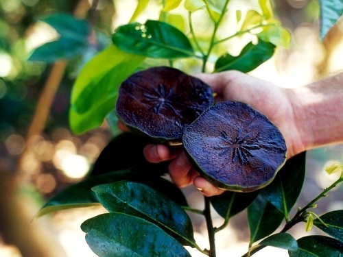 ausgefallene tropische Früchte schwarze sapote schokopudding frucht