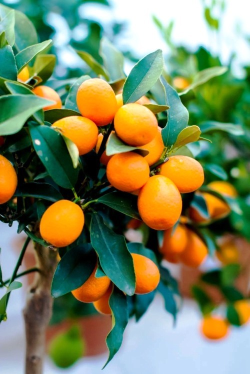 ausgefallene tropische Früchte zwergorangen kumquats am baum im garten