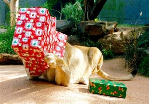 lustige Geschenke zum Weihnachtswichteln löwe offnet geschenke