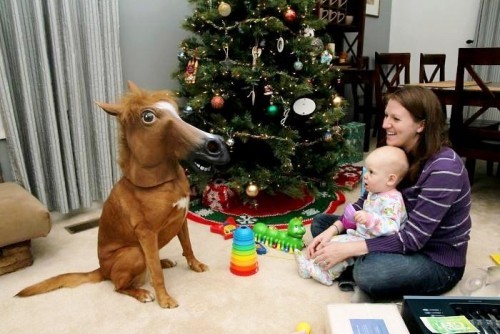 lustige Geschenke zum Weihnachtswichteln pferdekopf maske auf dem hund
