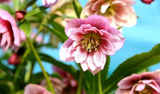 Christrose – die prachtvolle Schneekönigin Helleborus richtig pflegen und bewundern