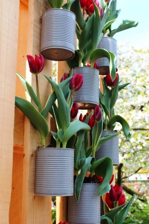 95 rostige Gartendeko Ideen für ein bezauberndes Vintage Exterieur konservendosen als töpfe für tulpen