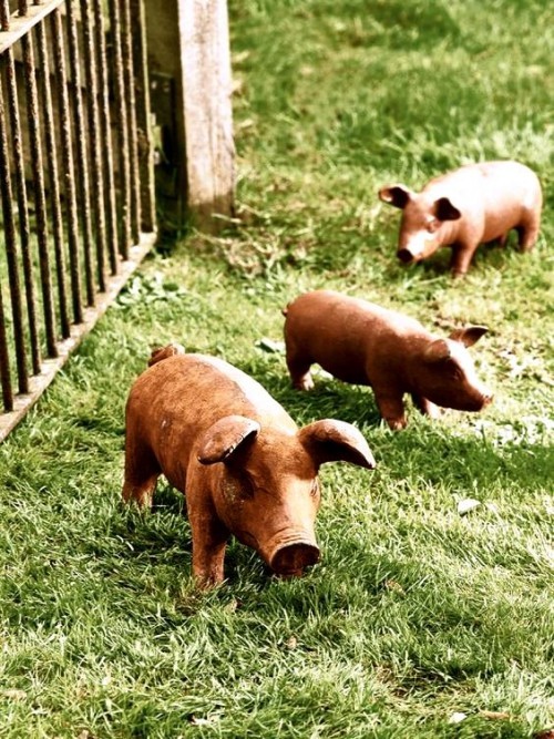 95 rostige Gartendeko Ideen für ein bezauberndes Vintage Exterieur schweine aus metall anordnung glück