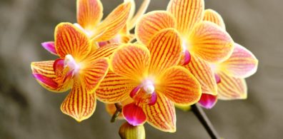 Orchideen Pflege Tipps und Wissenswertes über die exotischen Schönheiten