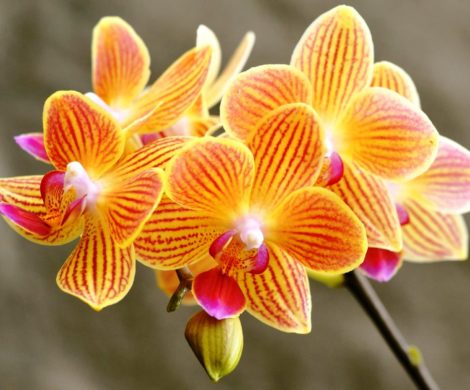Orchideen Pflege Tipps und Wissenswertes über die exotischen Schönheiten