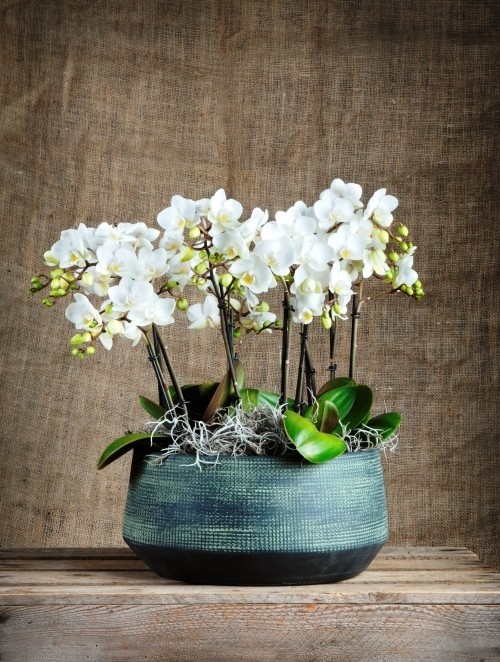 Orchideen Pflege Tipps und Wissenswertes über die exotischen Schönheiten blauer topf mit weiße blüten orchidee