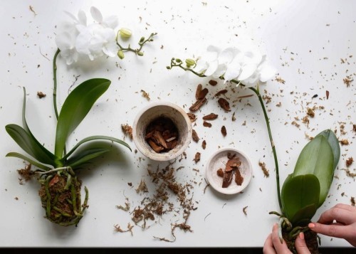 Orchideen Pflege Tipps und Wissenswertes über die exotischen Schönheiten blütepflanze richtig umtopfen