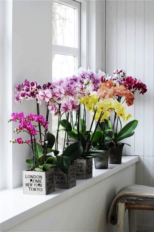 Orchideen Pflege Tipps und Wissenswertes über die exotischen Schönheiten bunte blumen auf fenster geordnet
