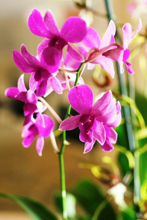 Orchideen Pflege Tipps und Wissenswertes über die exotischen Schönheiten lila orchidee in voller blüte