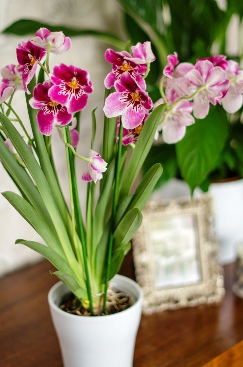 Orchideen Pflege Tipps und Wissenswertes über die exotischen Schönheiten orchidee in lila und gelb weiße schüssel