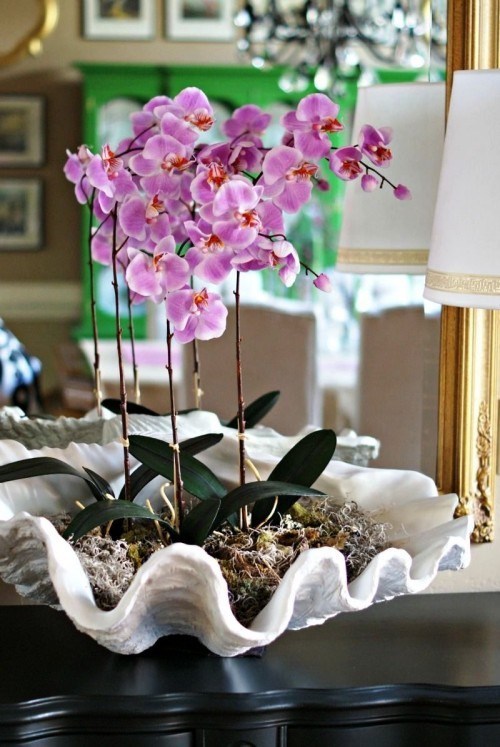 Orchideen Pflege Tipps und Wissenswertes über die exotischen Schönheiten orchidee in muschel und moos
