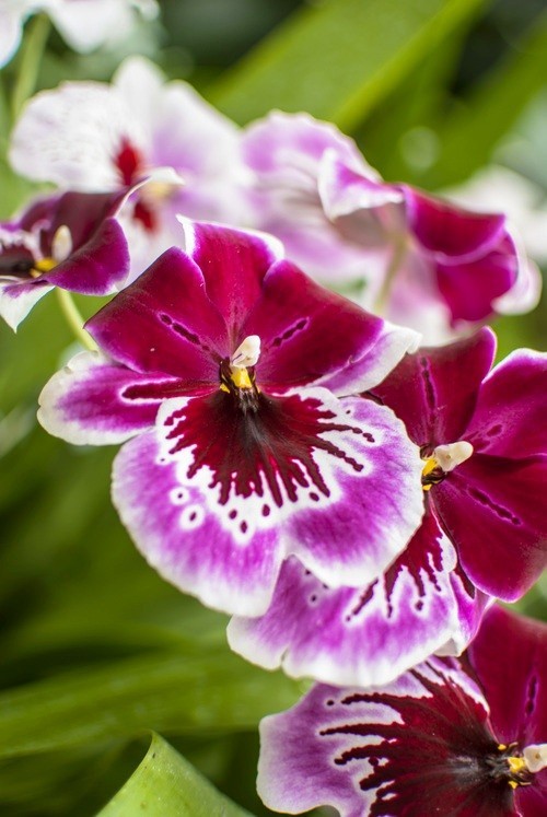 Orchideen Pflege Tipps und Wissenswertes über die exotischen Schönheiten schön in lila und rosa