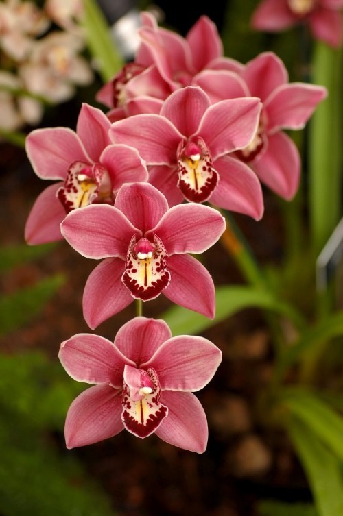 Orchideen Pflege Tipps und Wissenswertes über die exotischen Schönheiten schöne lila rosarote orchidee