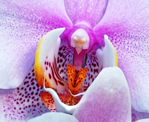 Orchideen Pflege Tipps und Wissenswertes über die exotischen Schönheiten taube schmetterling form in orchidee