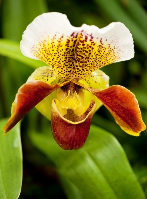 Orchideen Pflege Tipps und Wissenswertes über die exotischen Schönheiten venusschuh orchidee in rot und gelb