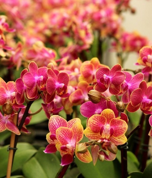 Orchideen Pflege Tipps und Wissenswertes über die exotischen Schönheiten viele schöne rosa blüten