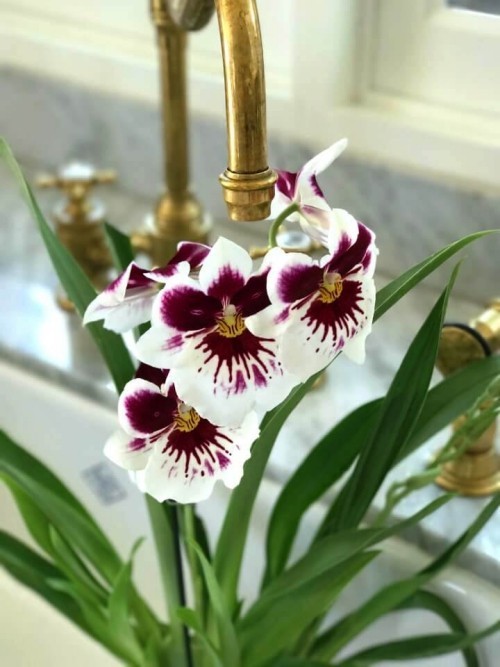 Orchideen Pflege Tipps und Wissenswertes über die exotischen Schönheiten weiß lila orchidee unter wasserhahn